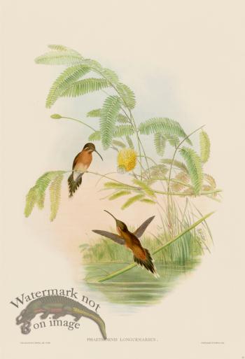 Gould Hummingbird 031